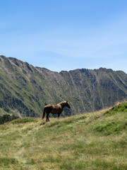 Wild Horse Grazing on Mountain Slope with Rocky Ridge Background - Nature and Wildlife Serenity