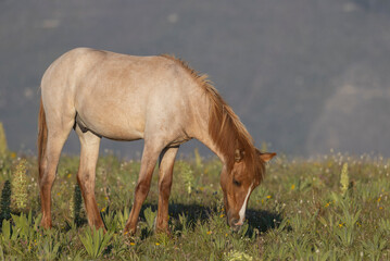 Beautiful Wild Horse in the Pryor Mountains Montana in Summer
