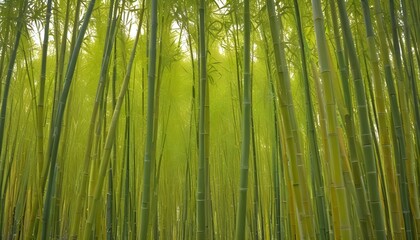 Phyllostachys aurea fairyland bamboo
