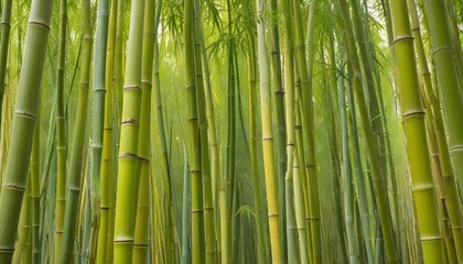Obraz premium Phyllostachys aurea fairyland bamboo