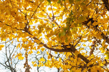 Tree with yellow autumn leaves.