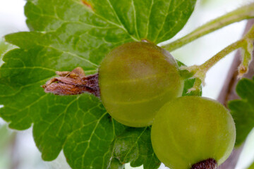 Green Gooseberry Leaf 03