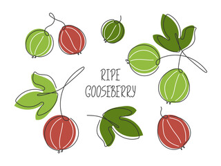 Various Gooseberry branches set. Abstract Doodle drawing food illustration. Summer Healthy garden ripe Berry fruit. Ingredient for smoothie, jam