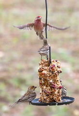 Feeder Birds
