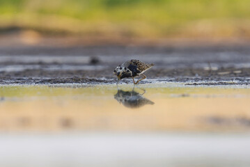 Ruff (Calidris pugnax) male feeding in the wetlands in summer.