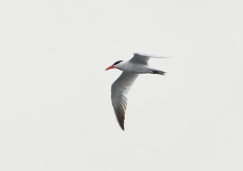 Caspian tern (Hydroprogne caspia) flying in the sky in summer.