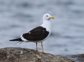 Lesser black-backed gull (Larus fuscus) standing on a rock in summer.