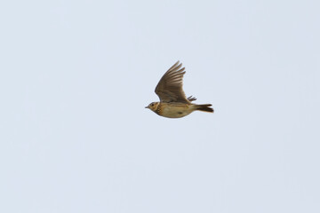 Eurasian skylark (Alauda arvensis) flying in the sky in spring.