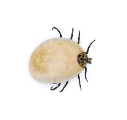 gopher tortoise tick adult - Amblyomma tuberculatum - dorsal top view with detail showing scutum, body, legs, head. Fully engorged with blood. Tick found only on gopher tortoise. isolated on white