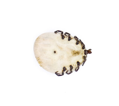 gopher tortoise tick adult - Amblyomma tuberculatum - bottom ventral view with detail showing scutum, body, legs, head. Fully engorged with blood. Tick found only on gopher tortoise. isolated on white