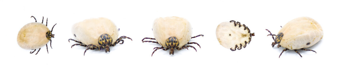 gopher tortoise tick adult - Amblyomma tuberculatum - found only on gopher tortoise. Largest species in North America. five views with detail throughout. isolated on white background