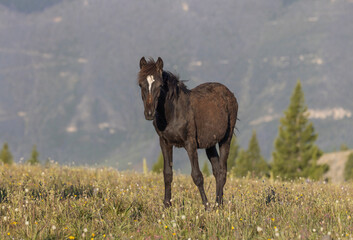 Wild Horse in Summer in the Pryor Mountains Montana