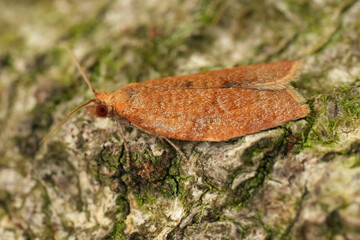Closeup on the European raonge brown colored privet tortrix micro moth, Clepsis consimilana sitting on wood