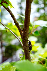 weevil beetle climbing on a tree trunk