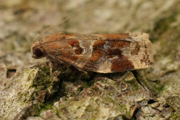 Closeup on a European Variegated Golden or brown oak,Tortrix micro moth,, Archips xylosteana sitting on wood