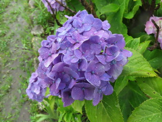 パープルのアジサイの花