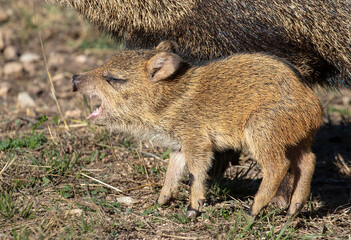 Javelina Babies