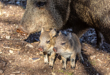 Javelina Babies