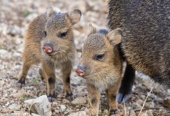 Javelina Babies