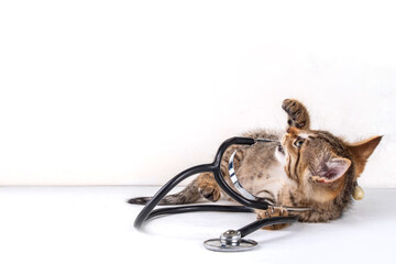 Cute little tabby kitten playing with medical doctor stethoscope on white background. Advertising, flier for veterinary clinic, cat food for kittens, healthcare products for cats background