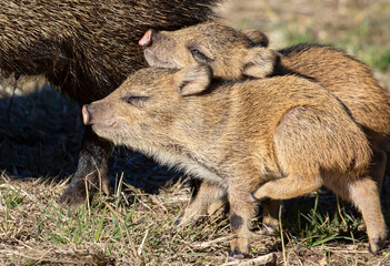 Javelina Babies