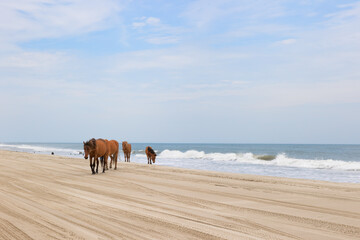 Four - Wheel Beach in Corolla, Outer Banks, North Carolina, USA