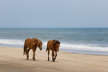 Four - Wheel Beach in Corolla, Outer Banks, North Carolina, USA