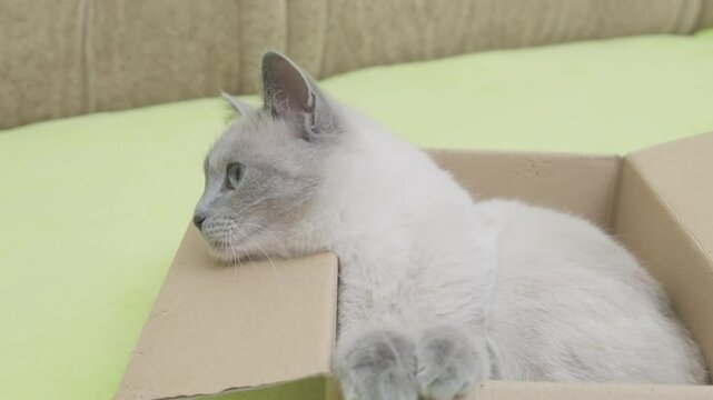 cat with blue eyes sits in paperboard box, slow motion
