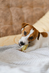 A cute Jack Russell Terrier dog  lying on the sofa at home and eating a cheese stick. Dog living his best life, dog food concept
