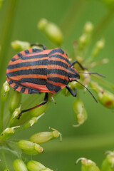 Vertical closeup on the colorful black and red striped shieldbug, Graphosoma italicum