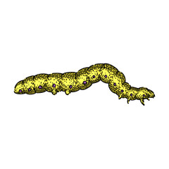 larva caterpillar hand drawn. butterfly bug, cocoon insect, nature animal larva caterpillar vector sketch. isolated color illustration