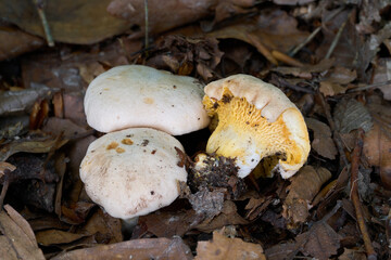 Cantharellus pallens mushroom in the leaves. Wild edible mushrooms in the oak-beech forest.