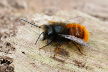 Closeup on a black and orange fluffy male, European orchard mason solitary bee, Osmia cornuta