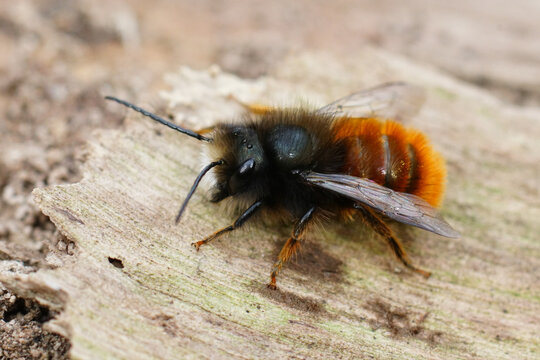 Closeup on a black and orange fluffy male, European orchard mason solitary bee, Osmia cornuta