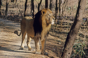Asiatic lion
