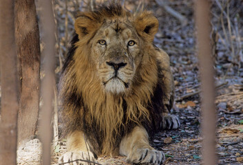 Asiatic lion