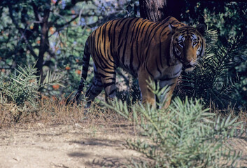 Fototapeta premium Bengal tiger