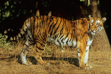 Bengal tiger