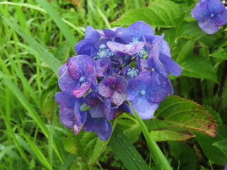 小さいアジサイの花