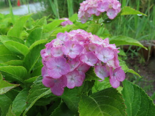 ライラックフラワー