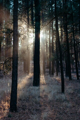 Fototapeta premium morning in the woods