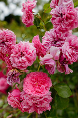 pink hydrangea flowers