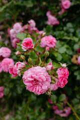 pink rose bush