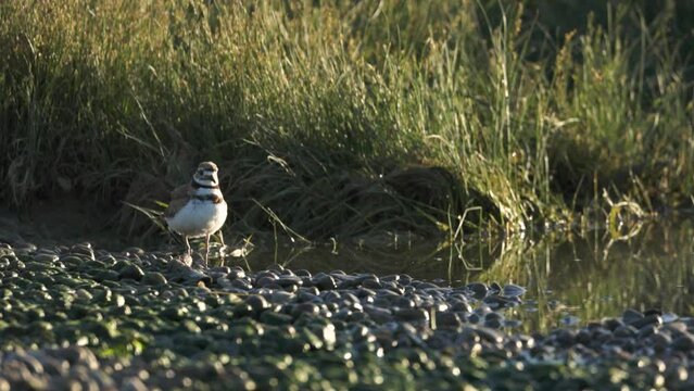 4k video of a Killdeer foraging for aquatic insects in the shallow water at the edge of a pebbled beach as wisps of fog drift off the water, back lit by the morning sun. 