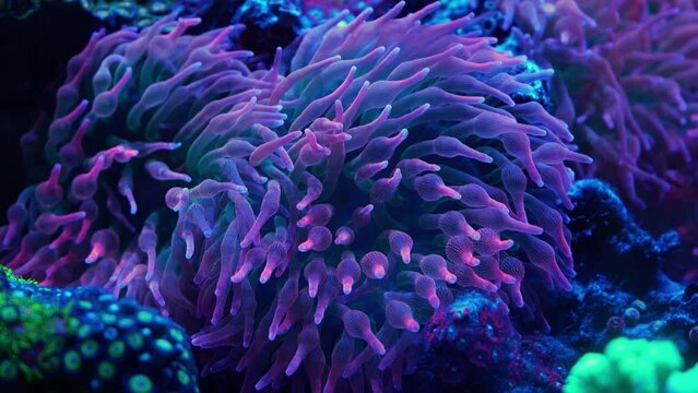Anemone shining