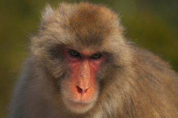 Japanese Macque Close-Up