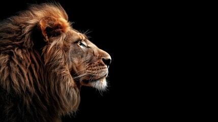 Majestic African Lion in Profile on Black Background