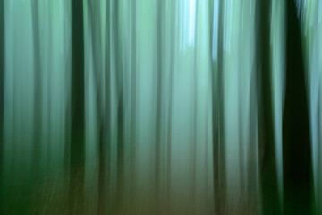 A beech forest on the island of R?gen in motion blur
