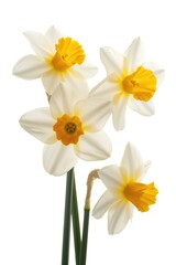 Obraz premium Daffodils isolated on white background. Spring flowers.