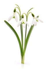 Fototapeta premium Snowdrop flowers isolated on white background